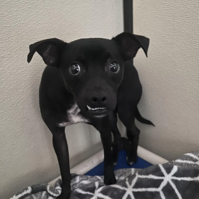 A young small-sized male Black Italian Greyhound dog named Rupaul Chino Hills Location for adoption in Chino Hills, CA