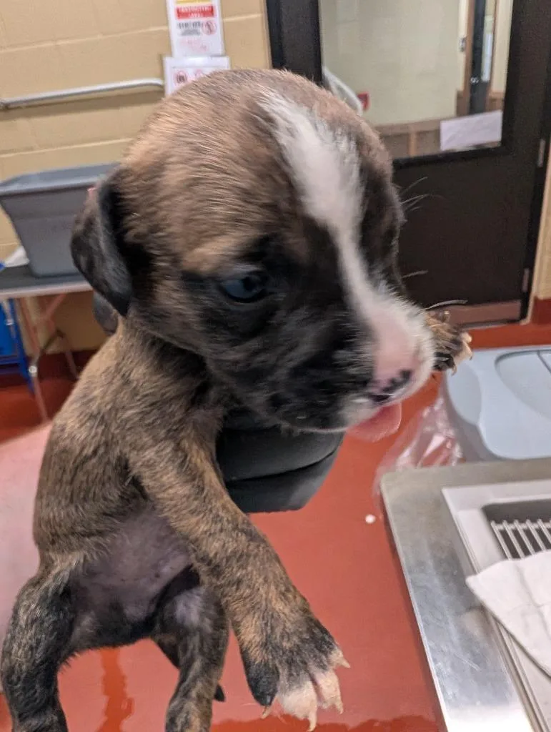 A baby medium-sized male Mixed Breed dog named Sabre for adoption in Douglasville, GA