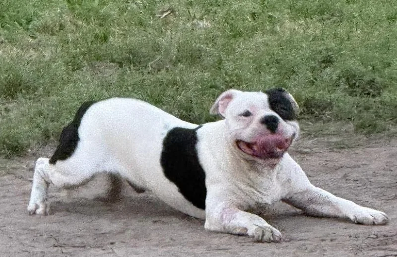 A young medium-sized male Tricolor (Brown, Black, & White) Boston Terrier dog named Dustin for adoption in Syracuse, NY