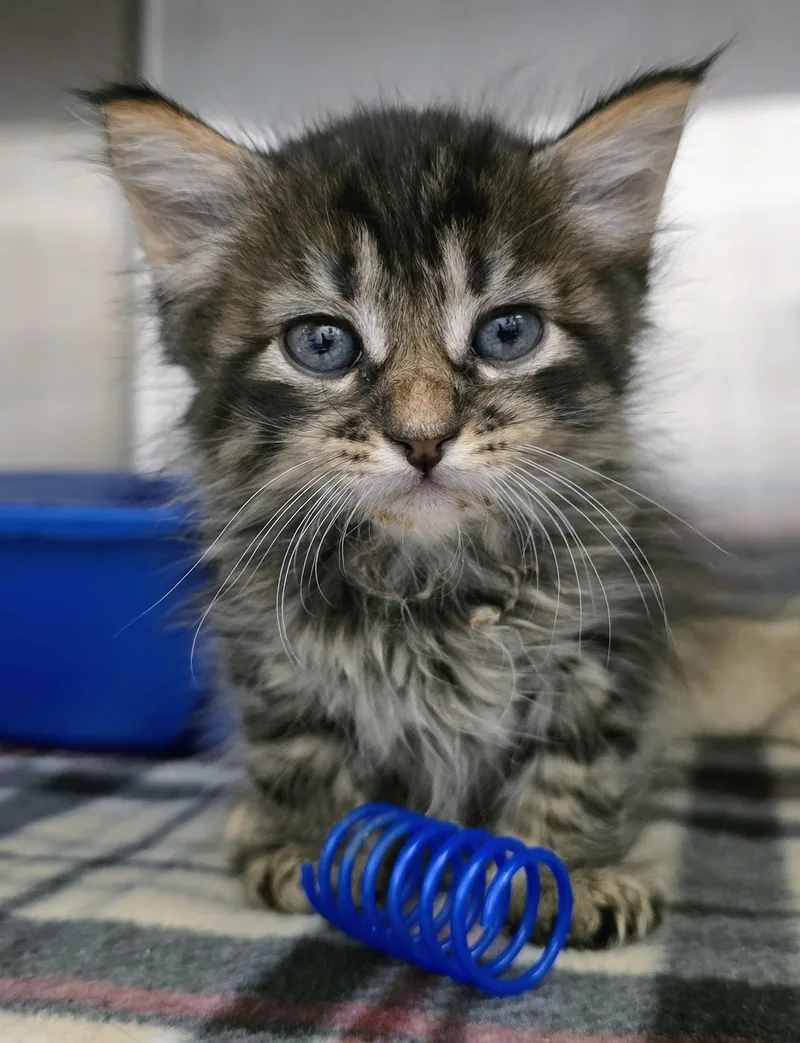 A baby large-sized male Tabby (Brown / Chocolate) Domestic Short Hair cat named Alcide for adoption in Amityville, NY