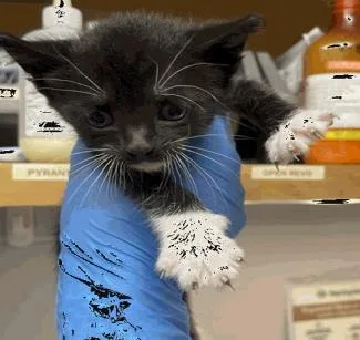 A baby small-sized female Domestic Short Hair cat named Pinch for adoption in Largo, FL