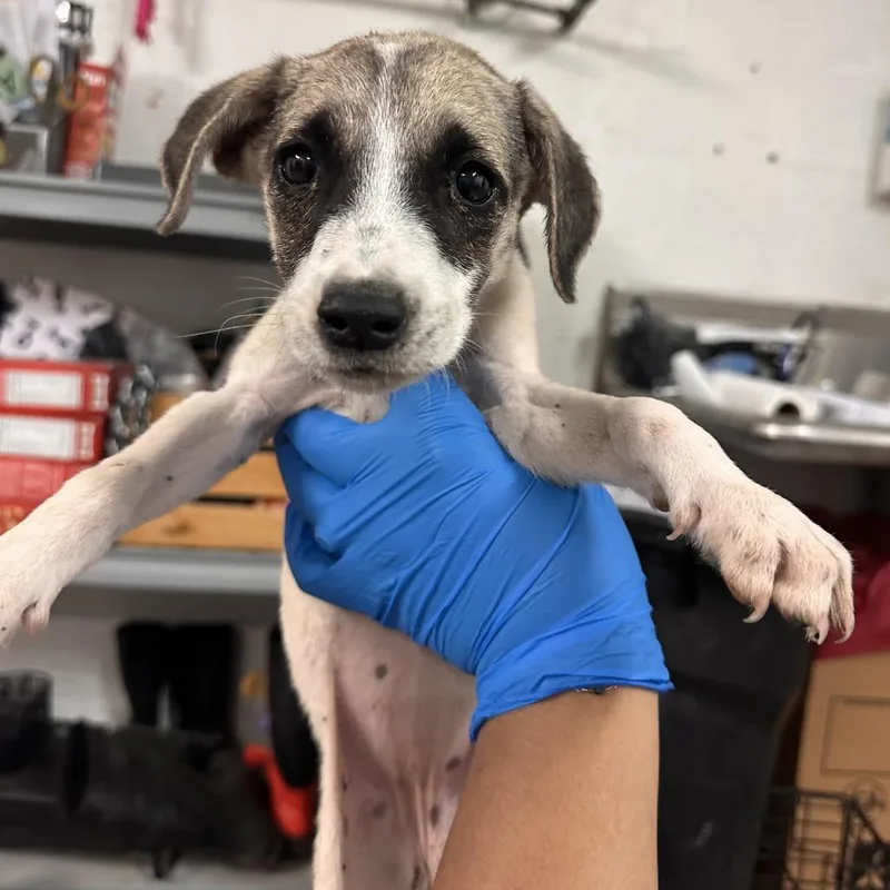 A baby medium-sized female White / Cream Mixed Breed dog named Yam for adoption in Edinburg, TX