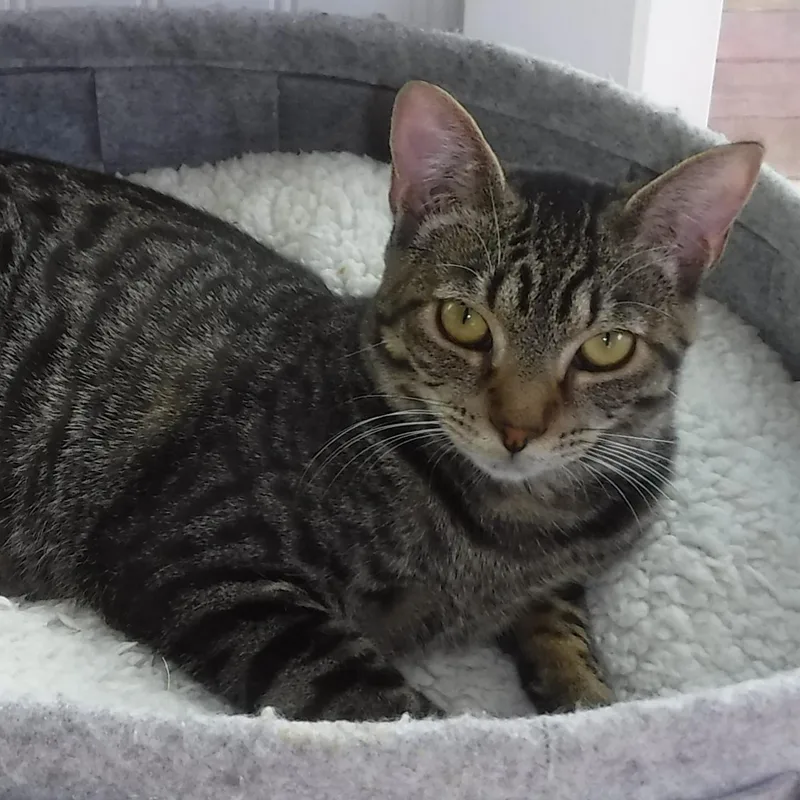A young medium-sized female Tabby (Brown / Chocolate) Tabby cat named Phantom  Quiet And for adoption in Hoquiam, WA