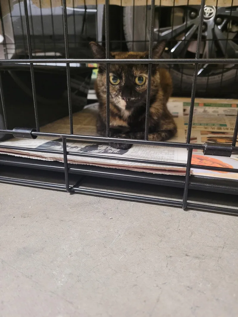 A young medium-sized female Tortoiseshell Domestic Short Hair cat named Galadriel for adoption in Sherman Oaks, CA