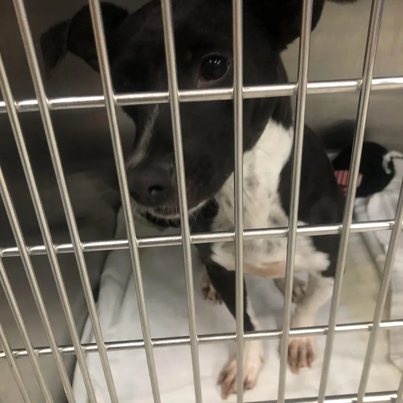 A baby medium-sized female White / Cream Mixed Breed dog named Dippin Dots for adoption in Parma, OH