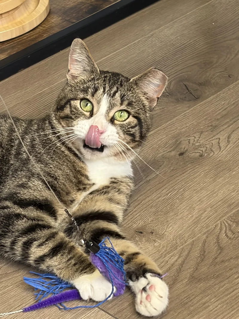A young large-sized male Domestic Short Hair cat named Toby for adoption in BREINIGSVILLE, PA