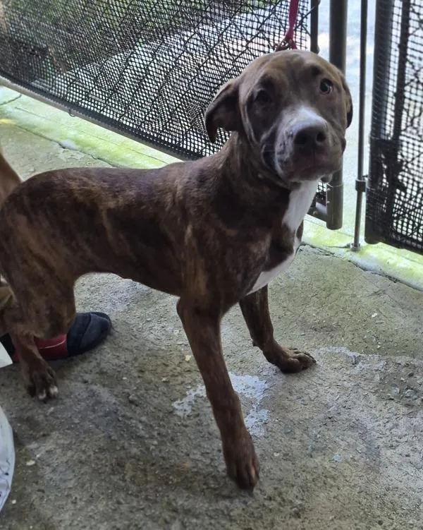 A young medium-sized female Pit Bull Terrier dog named Pen Vc Pixie Stix for adoption in Lawrenceville, GA