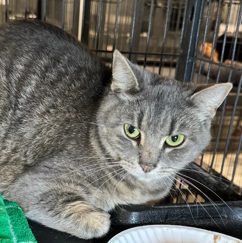 An adult medium-sized female Domestic Short Hair cat named Athena for adoption in Saginaw, MI