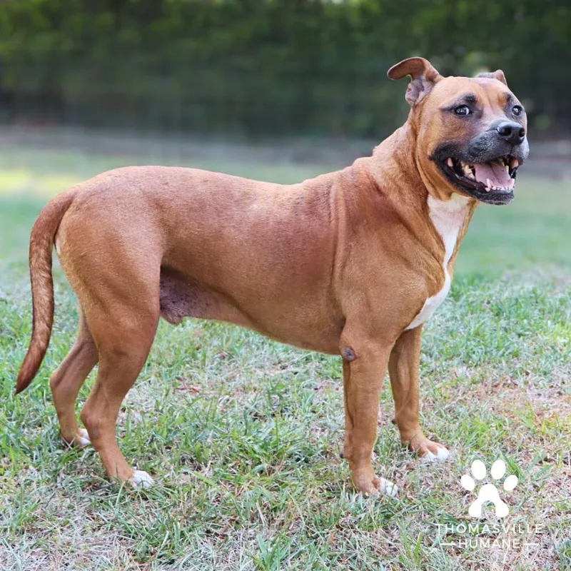 An adult large-sized male Red / Chestnut / Orange Mixed Breed dog named Rusty for adoption in Naples, FL