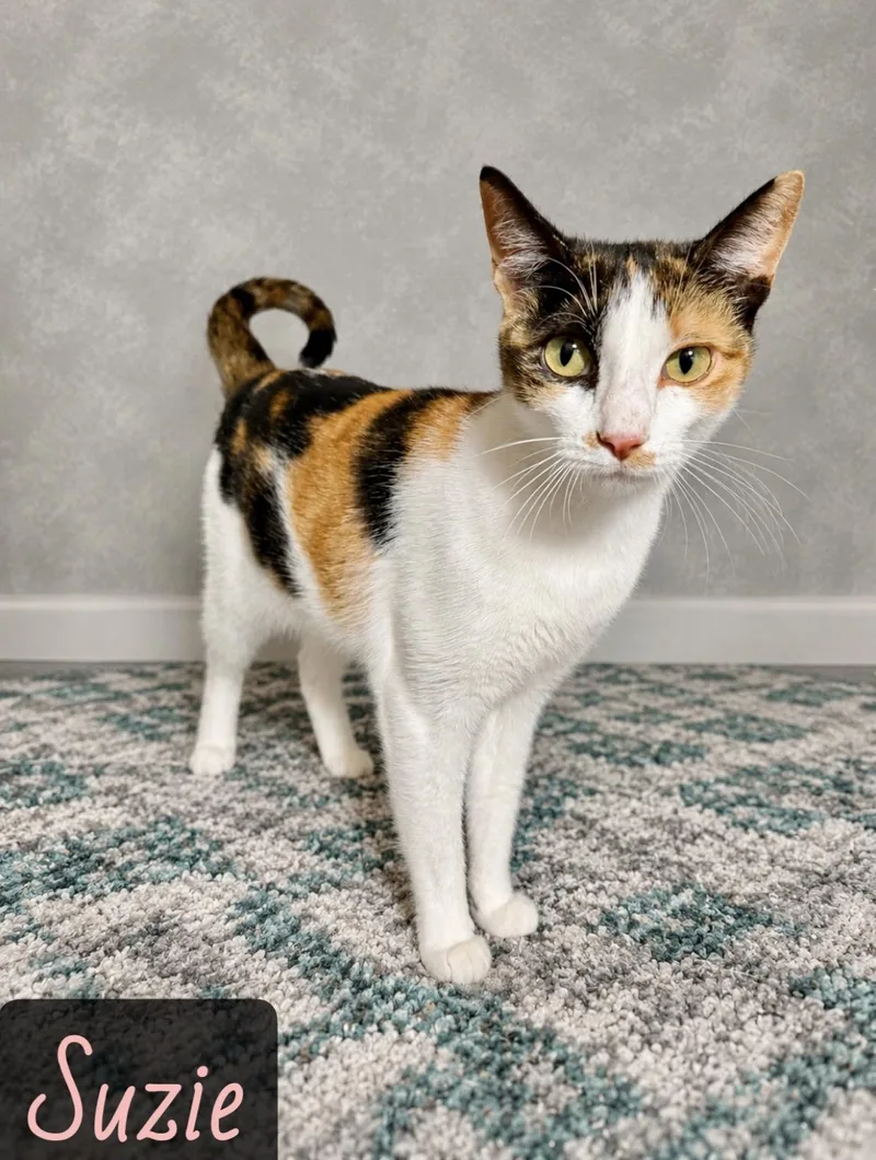 An adult medium-sized female Torbie Domestic Short Hair cat named Suzie for adoption in Englewood, FL