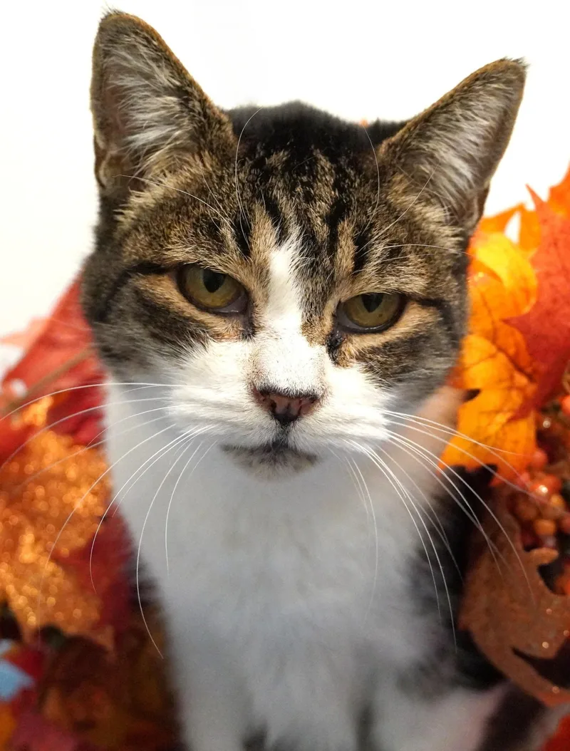 A senior medium-sized female Domestic Short Hair cat named Mildred for adoption in Grants Pass, OR