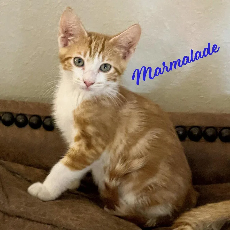 A baby medium-sized male Tabby cat named Marmalade Heightsquintet for adoption in Houston, TX
