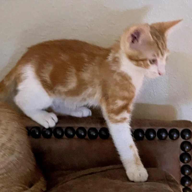 Marmalade Heightsquintet thumbnail 2