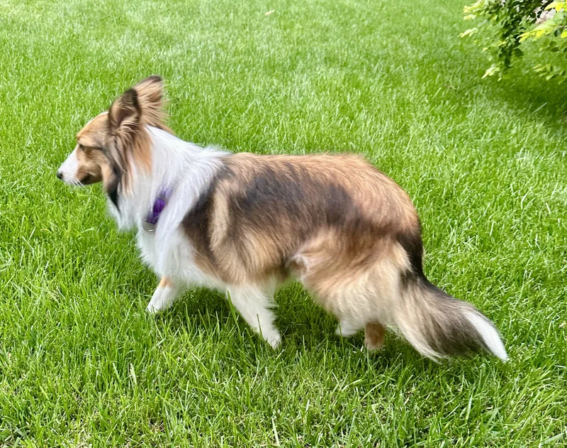 An adult small-sized female Shetland Sheepdog / Sheltie dog named Dori for adoption in Shell Knob, MO