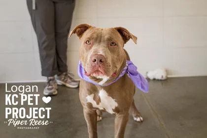 A young large-sized male Yellow / Tan / Blond / Fawn Pit Bull Terrier dog named Logan for adoption in Kansas City, MO