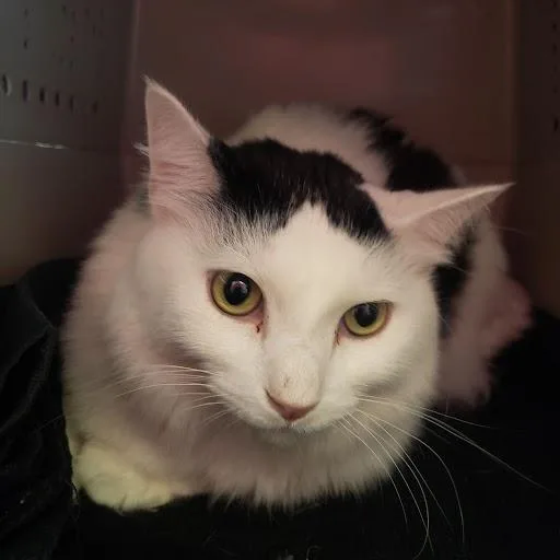 An adult large-sized male White Domestic Medium Hair cat named Petey for adoption in Fairport, NY