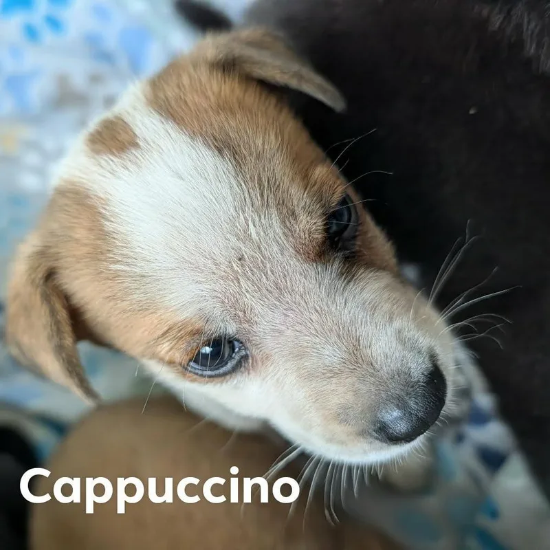 Cappucino thumbnail 3