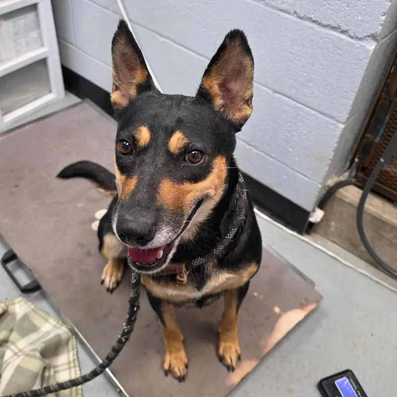 An adult medium-sized female Australian Cattle Dog / Blue Heeler dog named Rosie for adoption in Duncan, OK