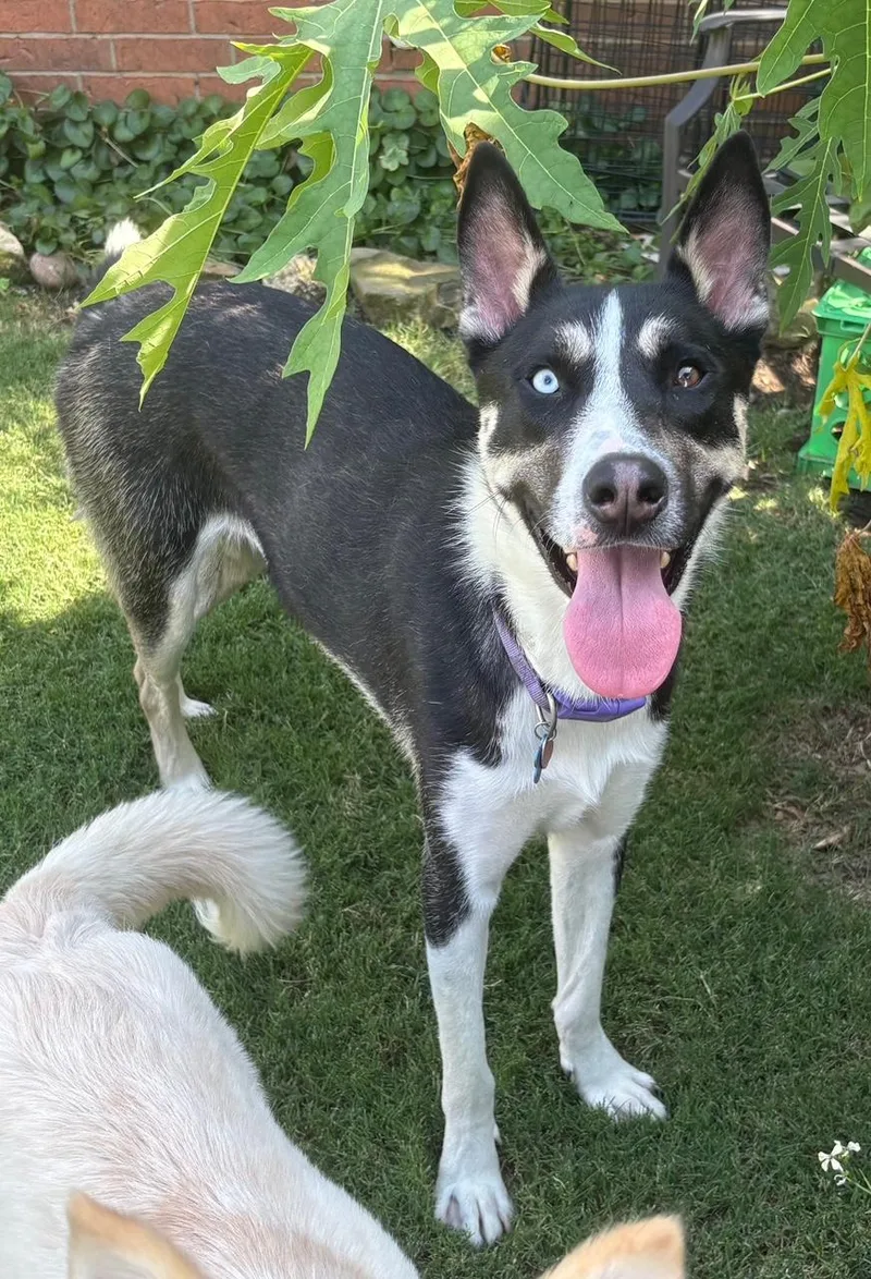 A young large-sized male Husky dog named Sarge for adoption in Lavon, TX