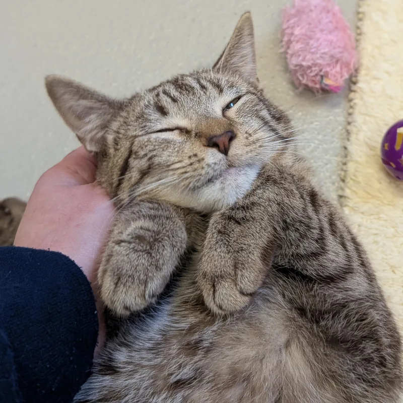An adult medium-sized female Tabby (Brown / Chocolate) Domestic Short Hair cat named Pom Pom for adoption in Jefferson, WI