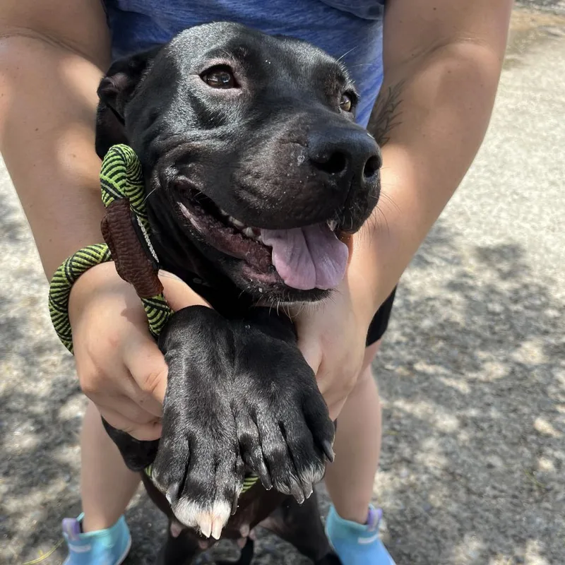 A senior medium-sized female Black Mixed Breed dog named Aria for adoption in Washington, PA