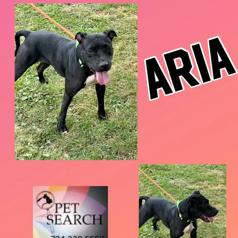 Aria thumbnail 2
