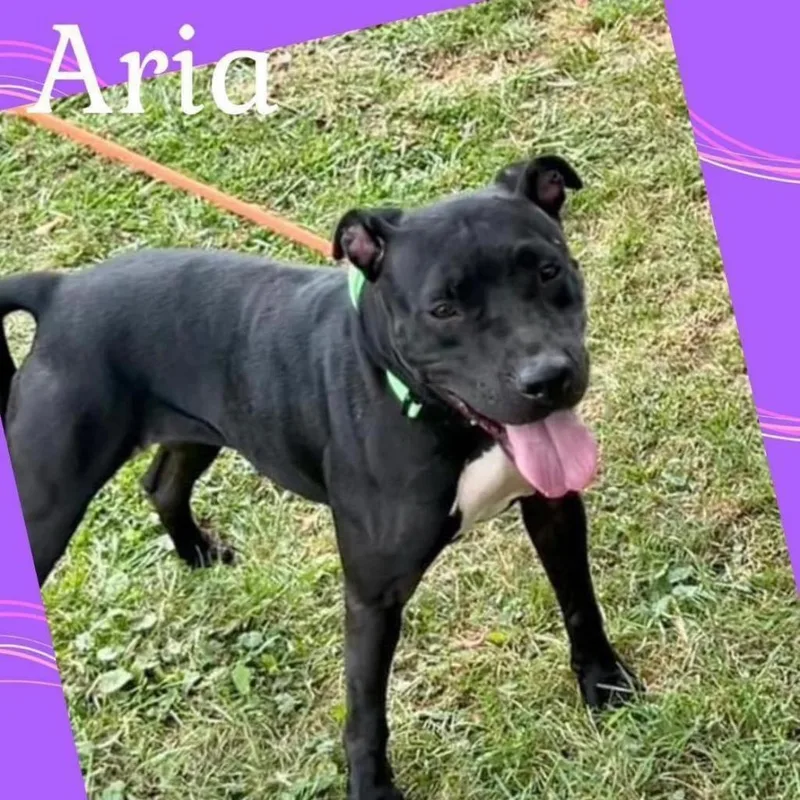 Aria thumbnail 4