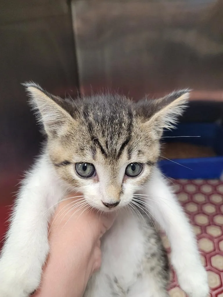 A baby small-sized male Domestic Short Hair cat named Sylvester for adoption in Hopkinsville, KY