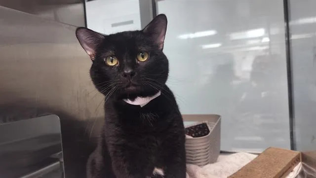 An adult large-sized male Domestic Short Hair cat named Michelin for adoption in Pueblo, CO
