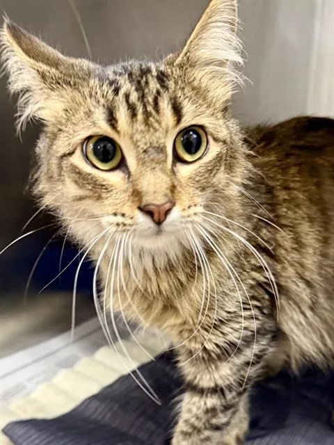 A young small-sized female Domestic Medium Hair cat named Kokomi for adoption in San Antonio, TX