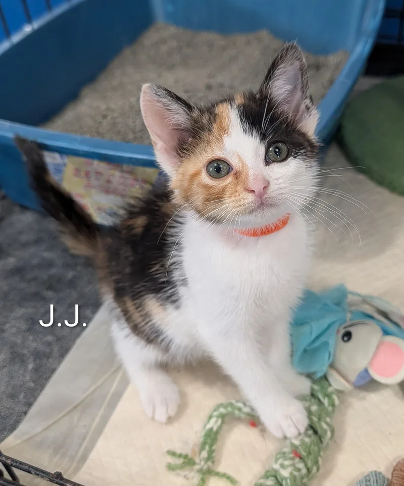 A baby medium-sized female Calico Domestic Short Hair cat named J.j. for adoption in Waterloo, IA