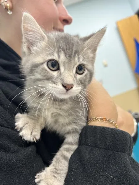 A baby small-sized male Domestic Short Hair cat named Hamilton for adoption in Sioux City, IA