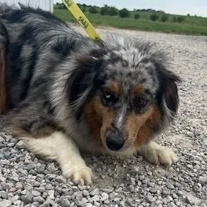An adult medium-sized female Gray / Blue / Silver Australian Shepherd dog named Cookie for adoption in Northbrook, IL