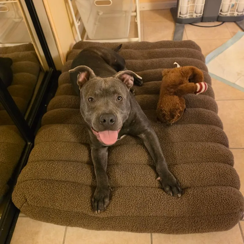 An adult medium-sized male Gray / Blue / Silver Pit Bull Terrier dog named Baby for adoption in San Diego, CA