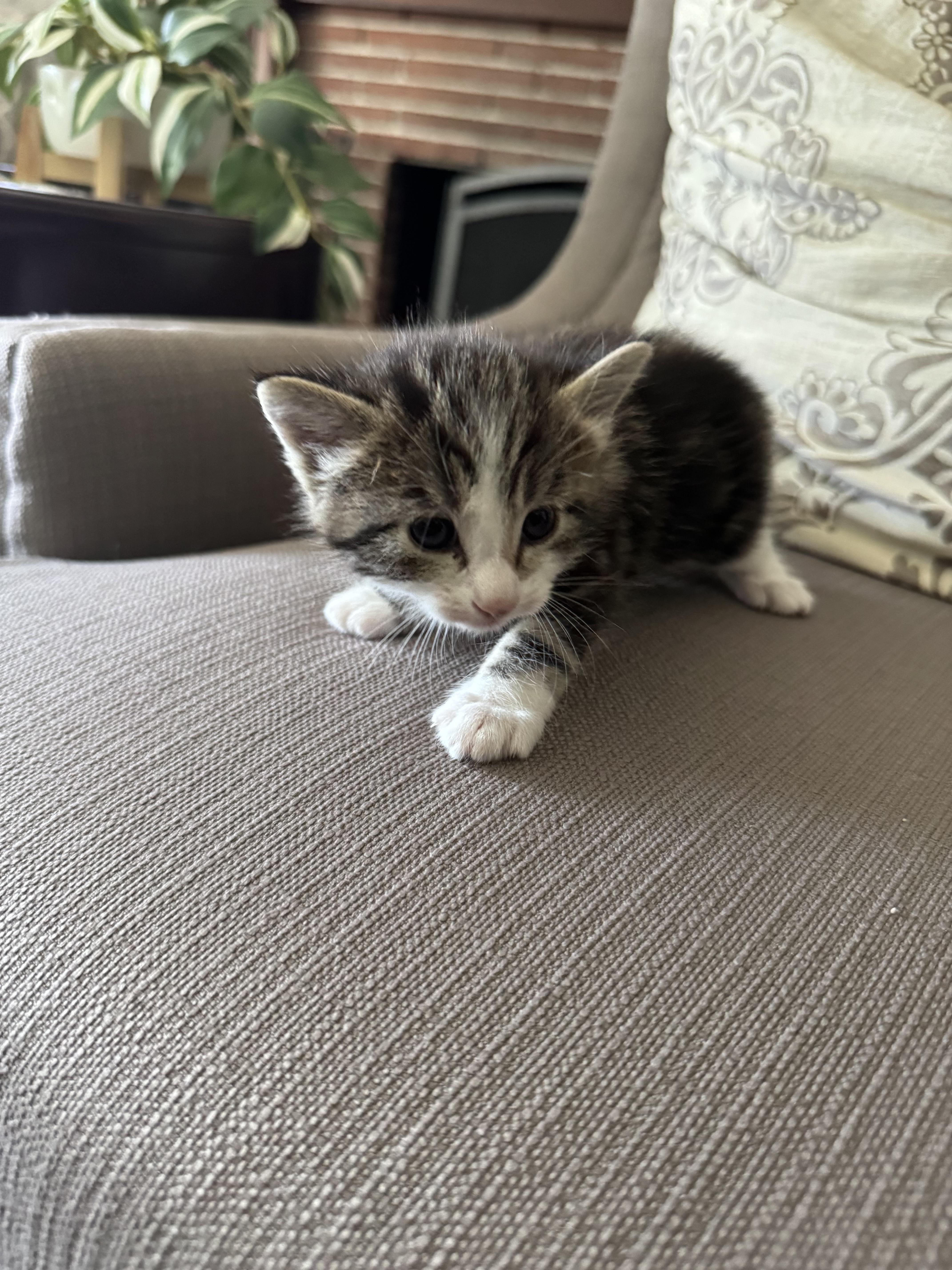 A baby small-sized female Domestic Short Hair cat named Miss Mittens for adoption in Long Beach, CA