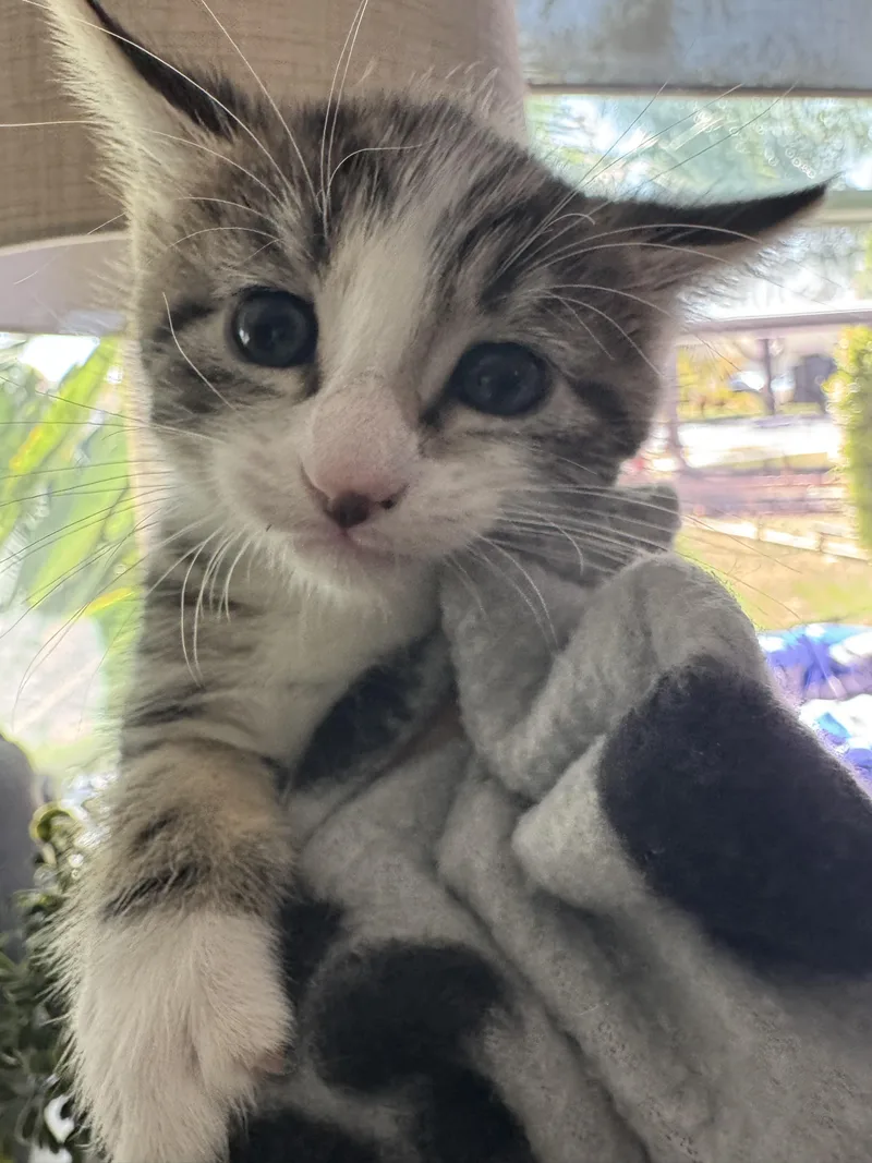 Miss Mittens thumbnail 2