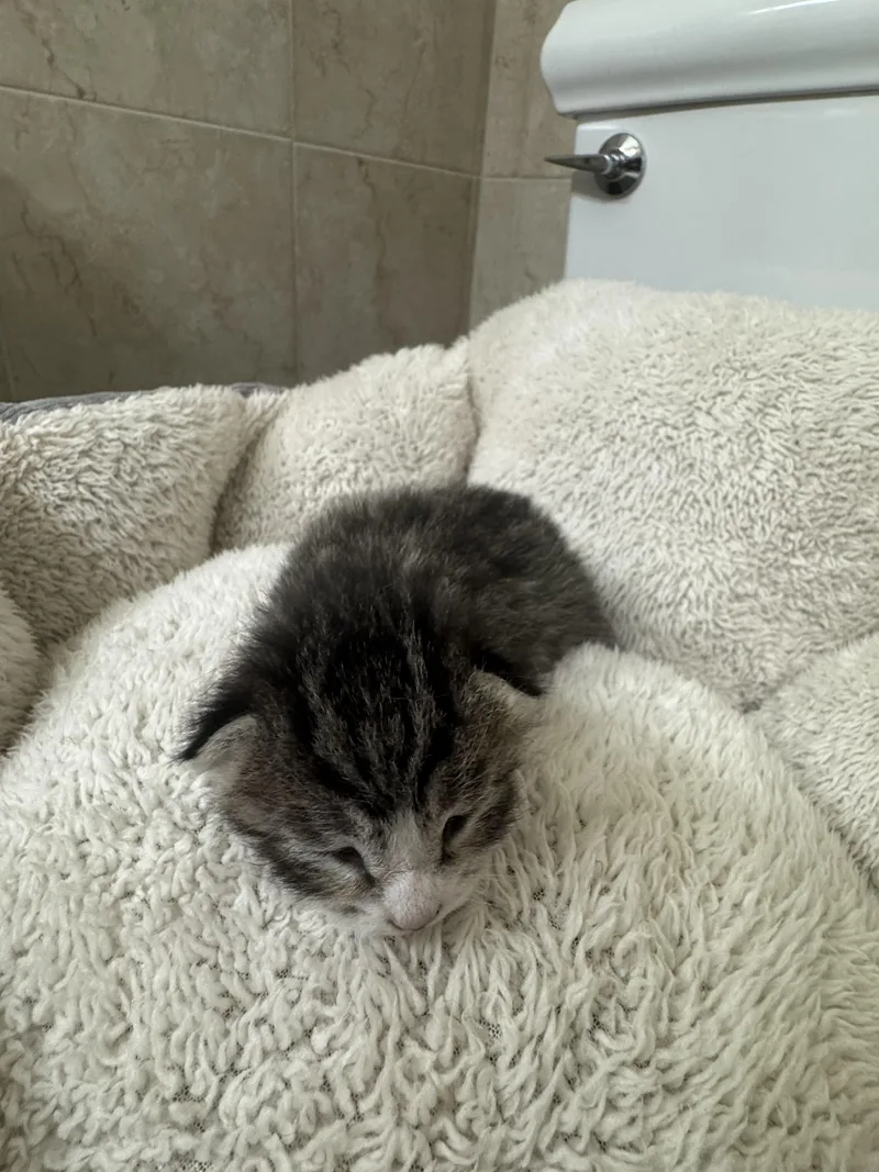 Miss Mittens thumbnail 3