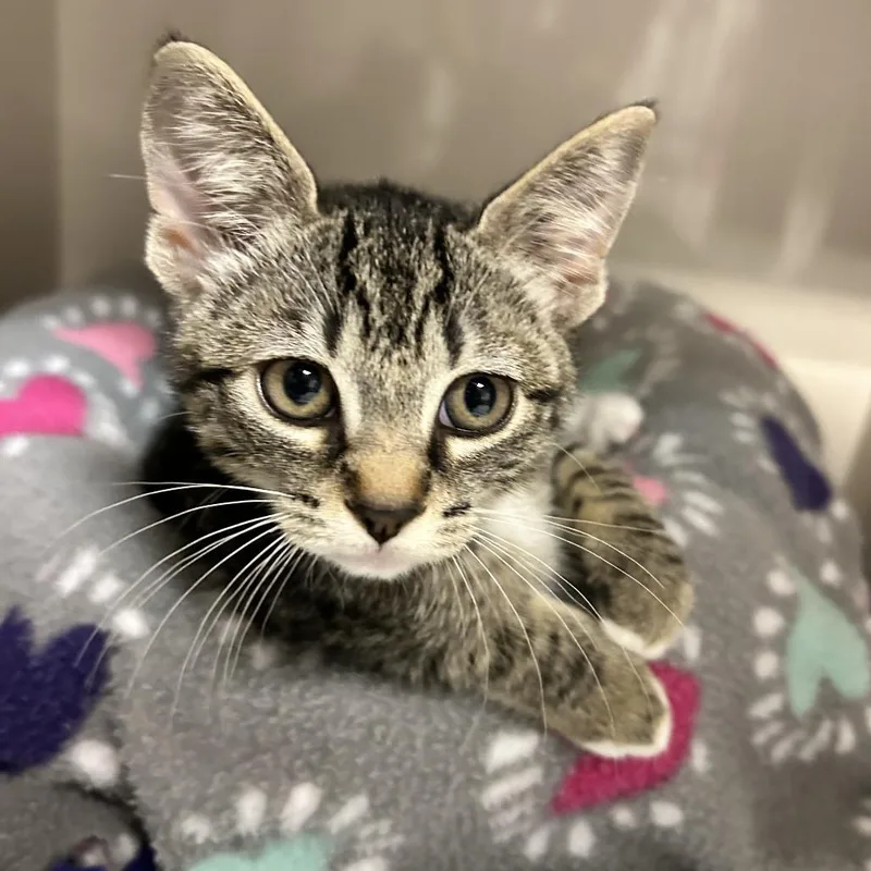 A baby small-sized female Brown / Chocolate Domestic Short Hair cat named Mob for adoption in Redwood City, CA