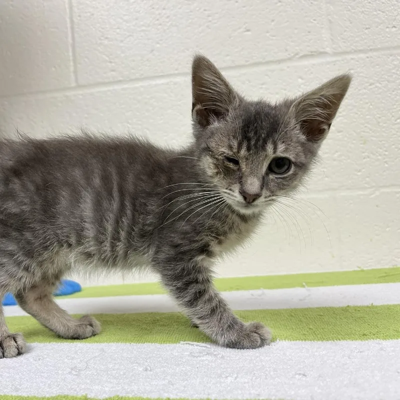 A baby small-sized male Gray / Blue / Silver Domestic Short Hair cat named Milky Way for adoption in Harrisonburg, VA