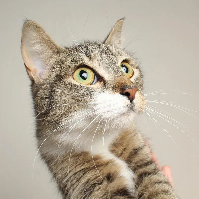 A young medium-sized female Brown / Chocolate Domestic Short Hair cat named Cinnamon Roll C for adoption in Minnetonka, MN