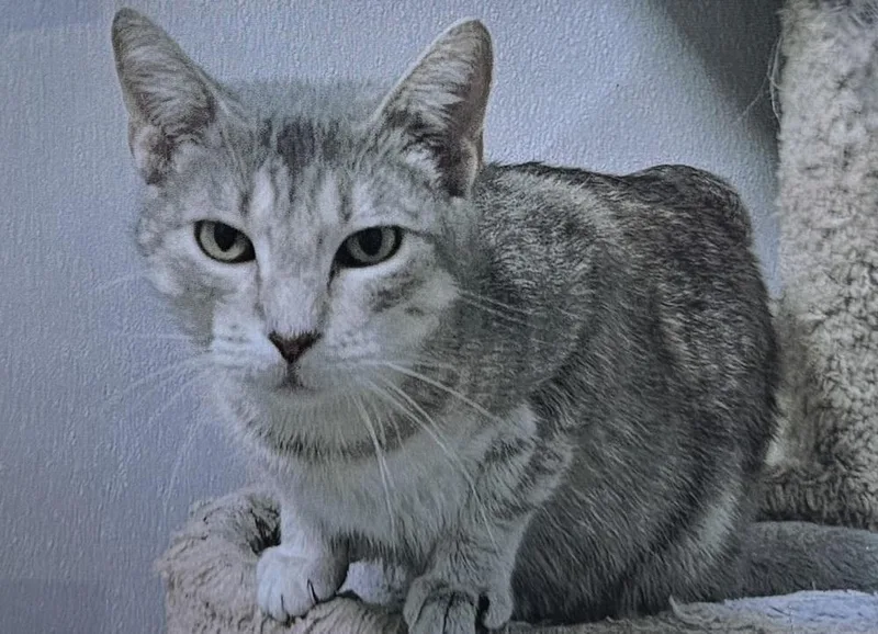 An adult medium-sized female Domestic Short Hair cat named Octavia for adoption in Fort Madison, IA