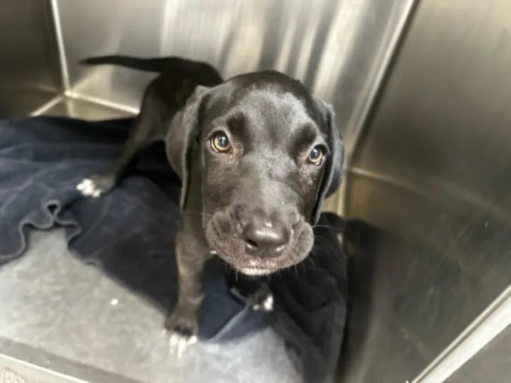 An adult medium-sized female Pit Bull Terrier dog named Emmie for adoption in Los Angeles, CA