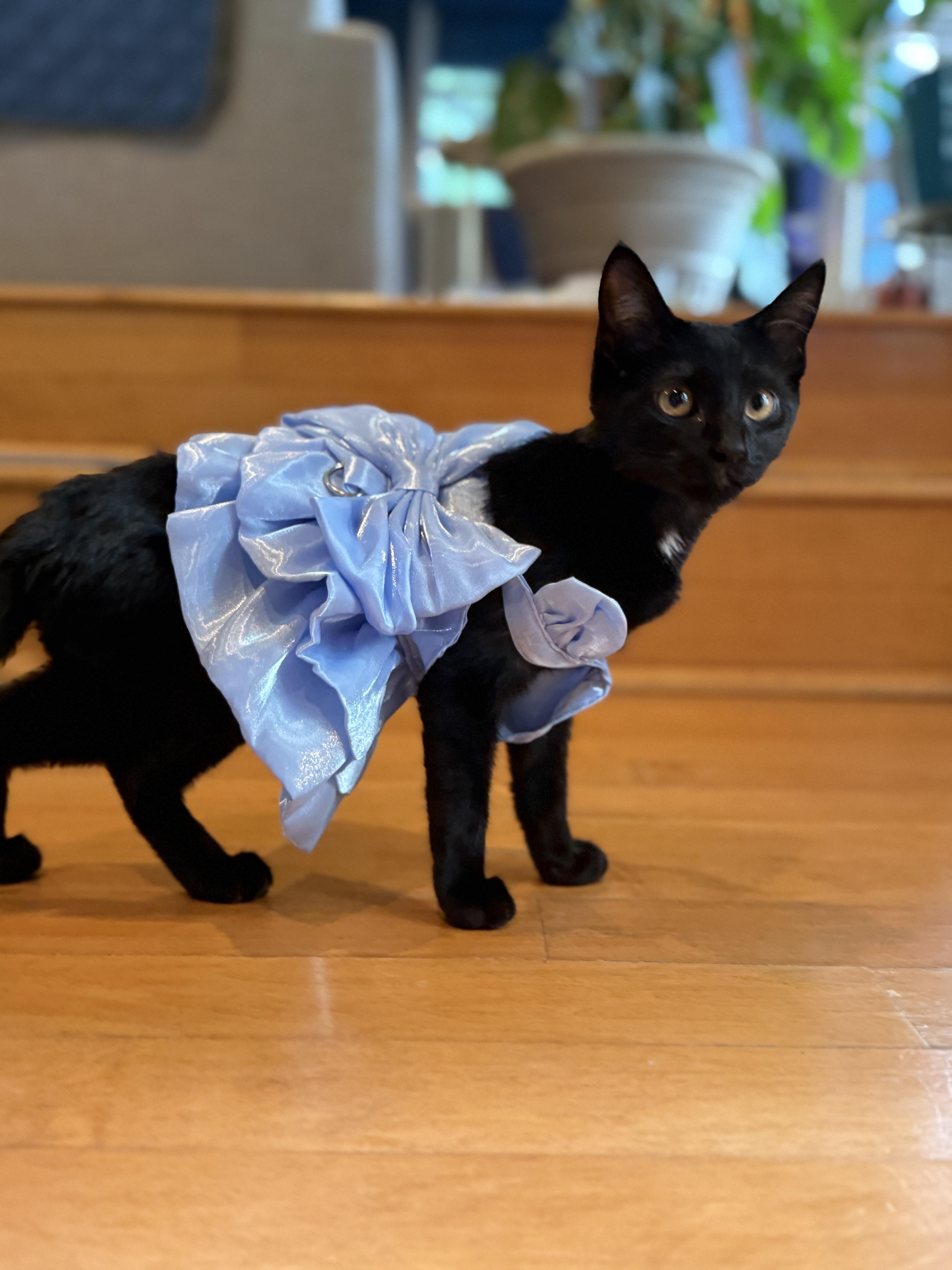 A baby medium-sized female Black Domestic Short Hair cat named Daphne for adoption in Keller, TX