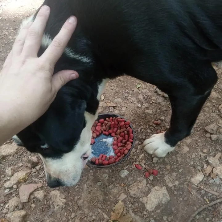 Oreo  Speckles  thumbnail 5