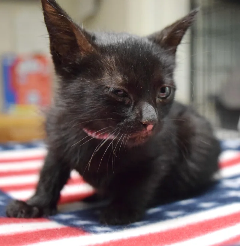 A baby medium-sized female Black Domestic Short Hair cat named Nightshade for adoption in Bulverde, TX