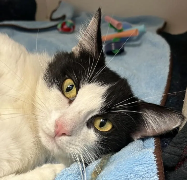 An adult large-sized male Domestic Short Hair cat named Oreo for adoption in Burbank, CA