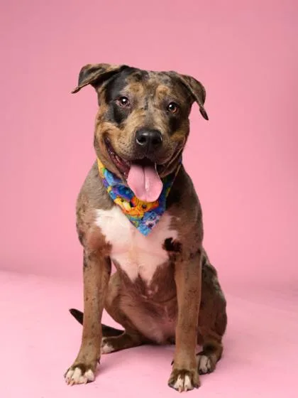 An adult large-sized female Pit Bull Terrier dog named Rue for adoption in Atlanta, GA