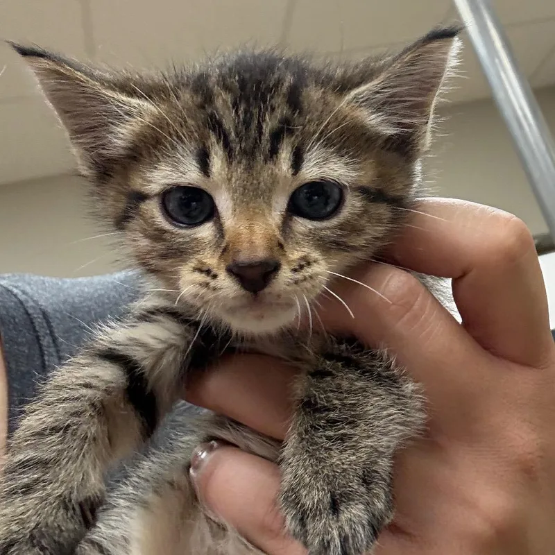 A baby small-sized male Brown / Chocolate Domestic Short Hair cat named Sweet Potato U for adoption in Tupelo, MS