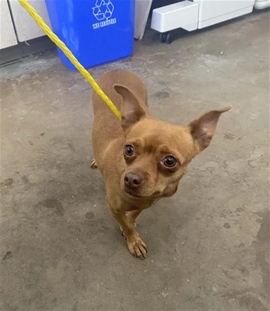 A young small-sized female Mixed Breed dog named Sourdough for adoption in Dallas, TX