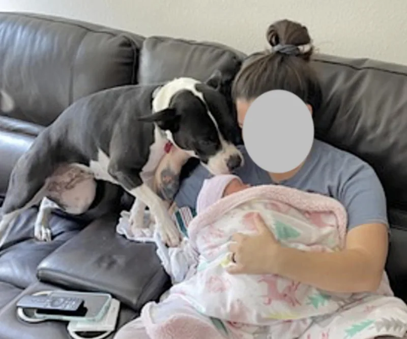 An adult medium-sized female Black American Staffordshire Terrier dog named Katie for adoption in Amherst, MA